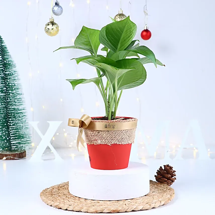 Christmas Greens Serenity Combo