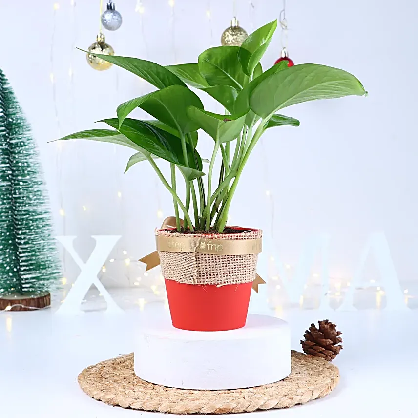 Christmas Greens Serenity Combo