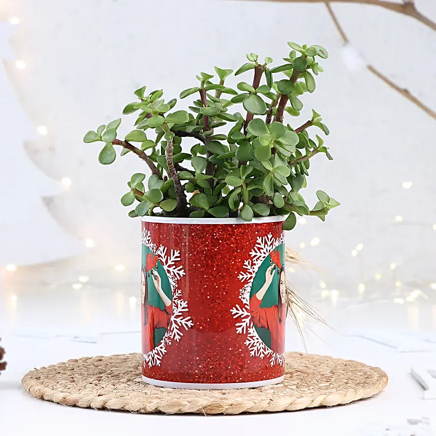 Christmas Jade Delight