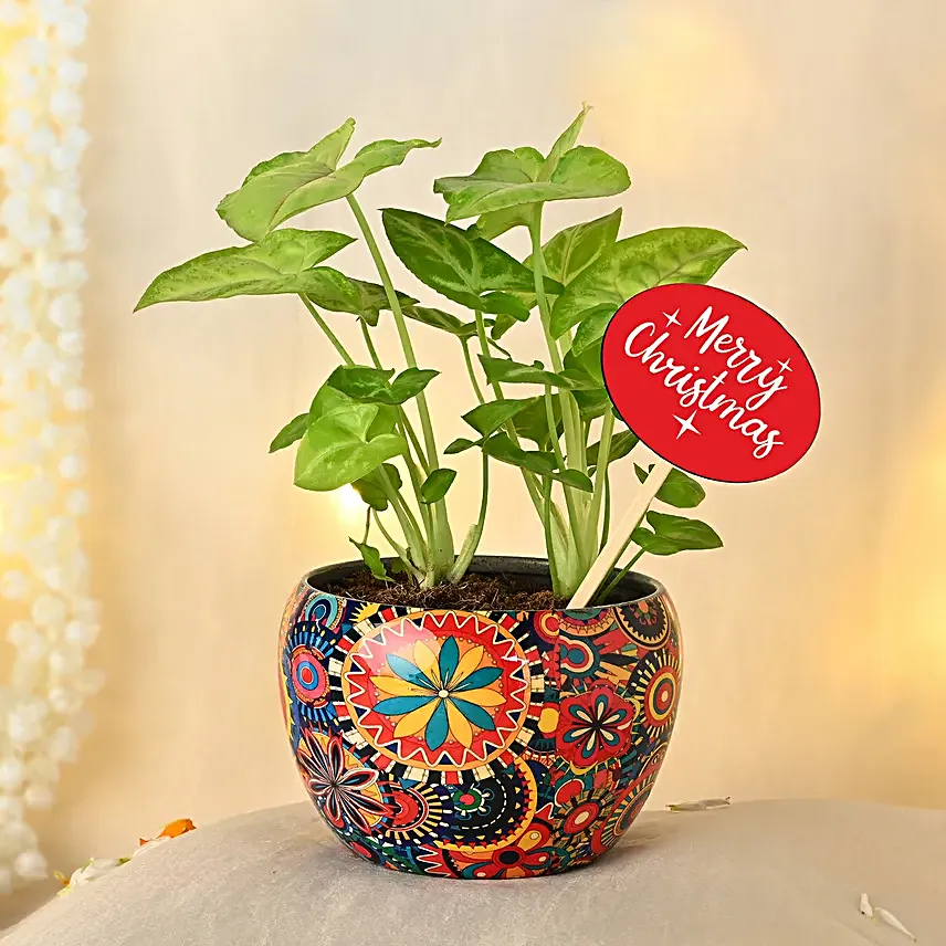 Christmas Joy Syngonium