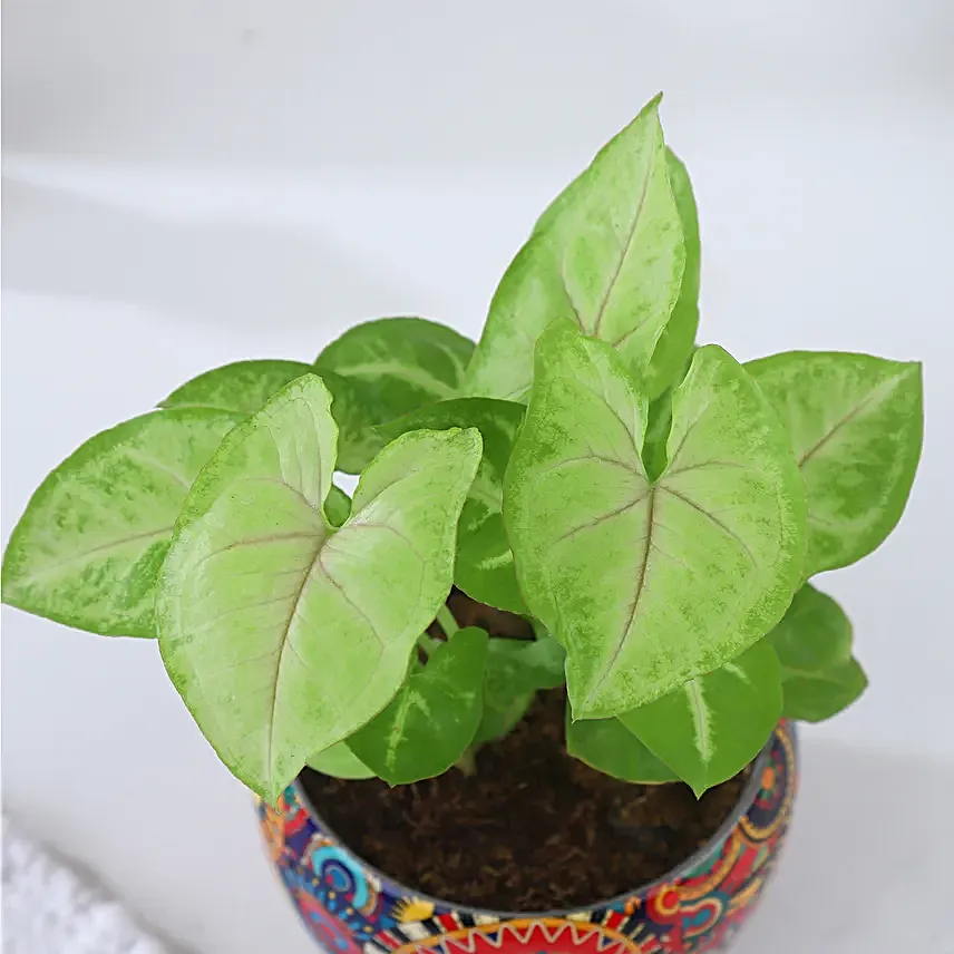 Christmas Joy Syngonium