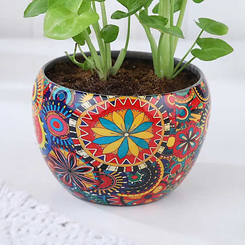 Christmas Joy Syngonium