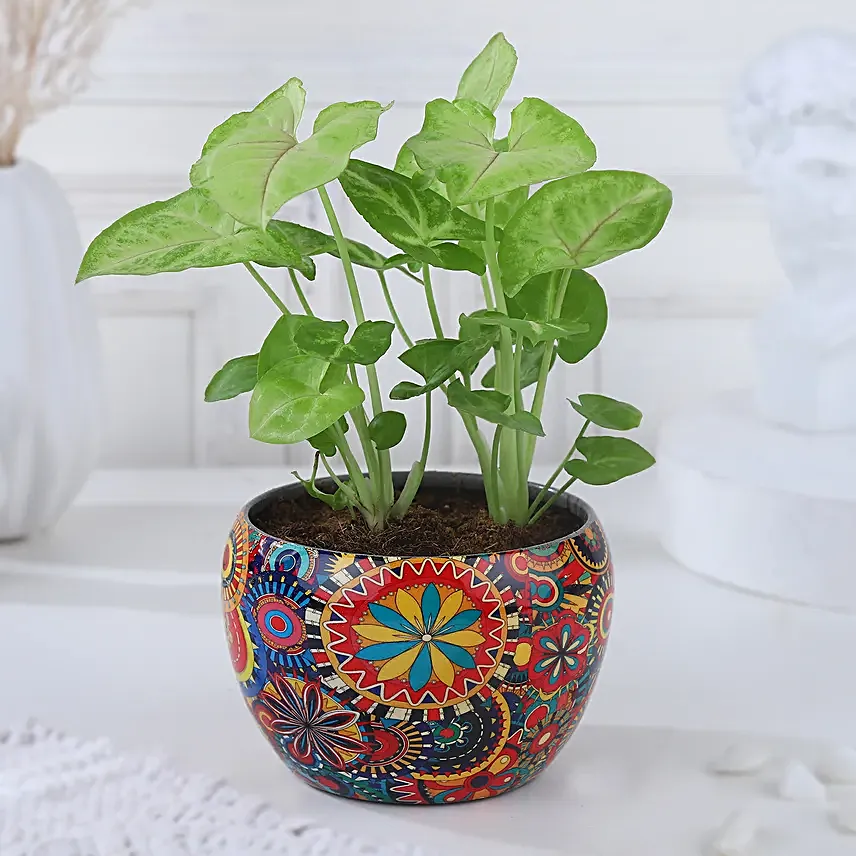 Christmas Joy Syngonium