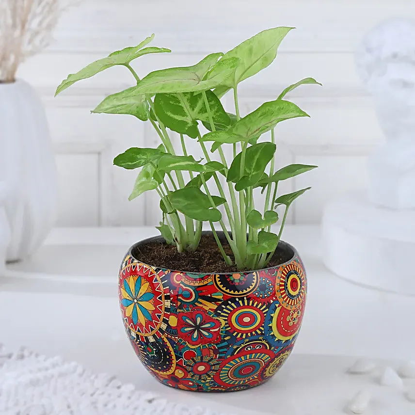 Christmas Joy Syngonium