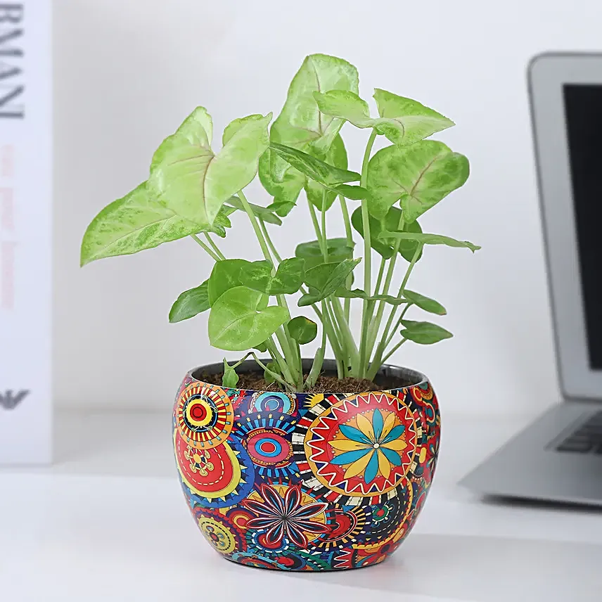Christmas Joy Syngonium