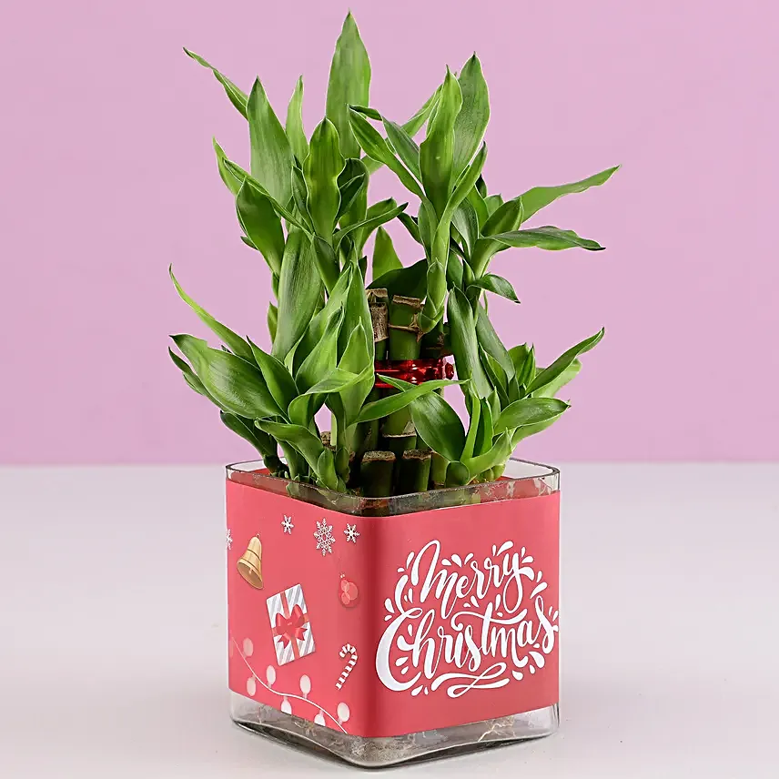 Online Lucky Bamboo Plants