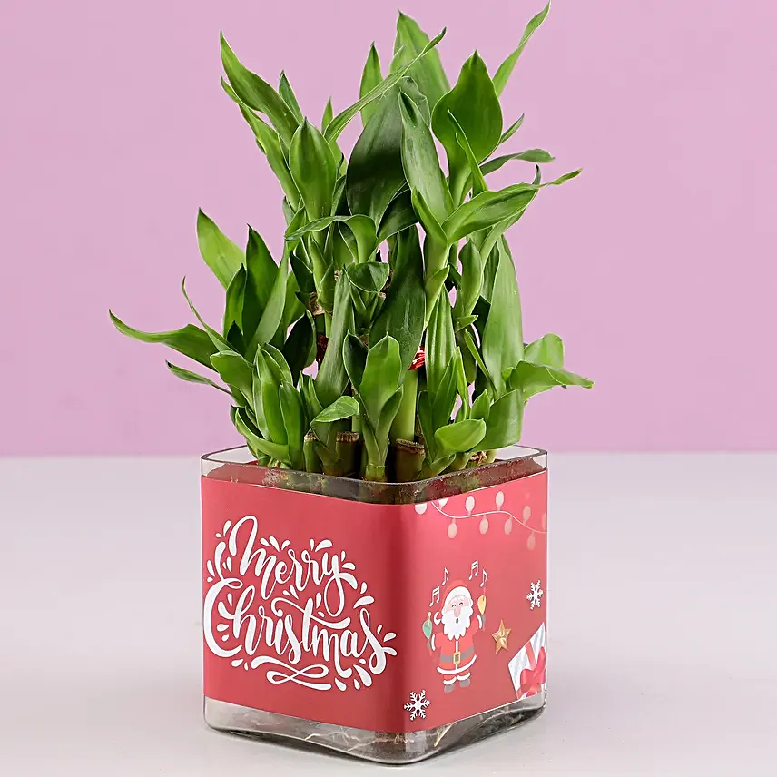 Online Lucky Bamboo Plants
