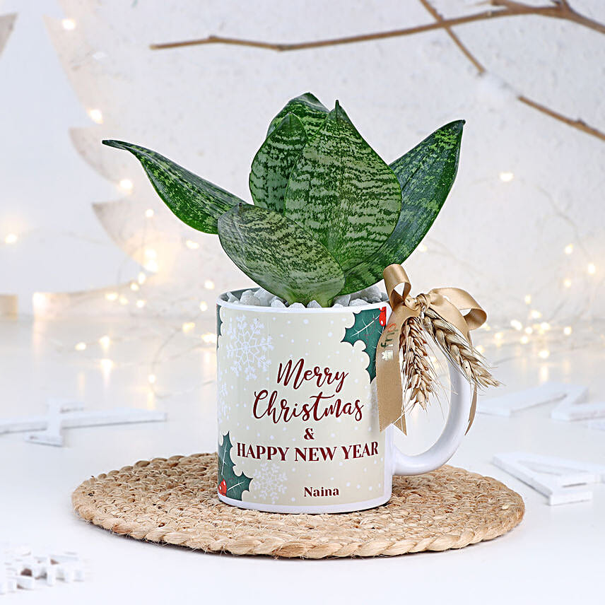 Christmas Sansevieria Snake Plant