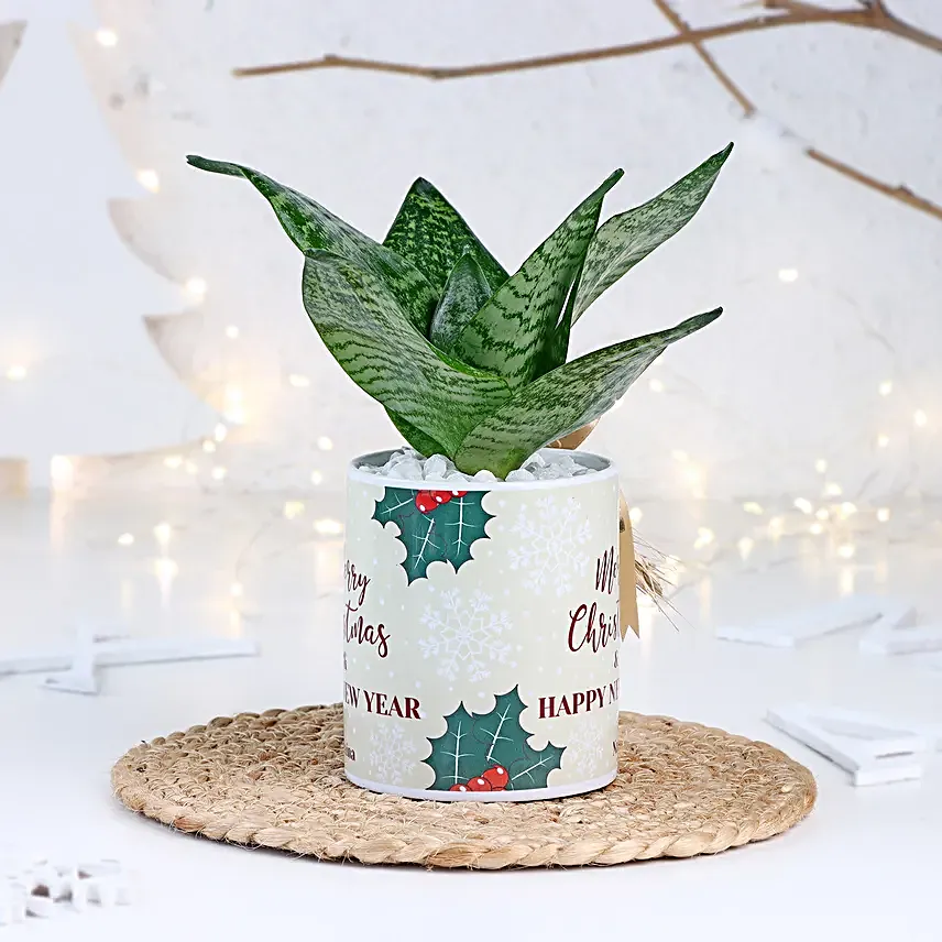 Christmas Sansevieria Snake Plant