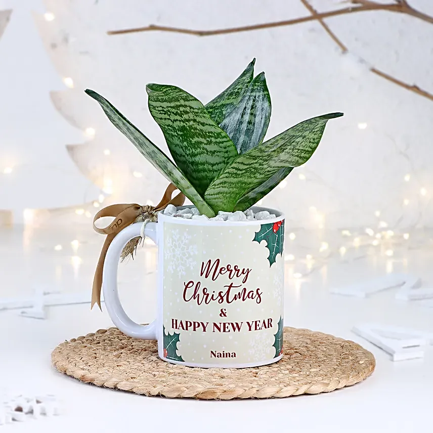 Christmas Sansevieria Snake Plant