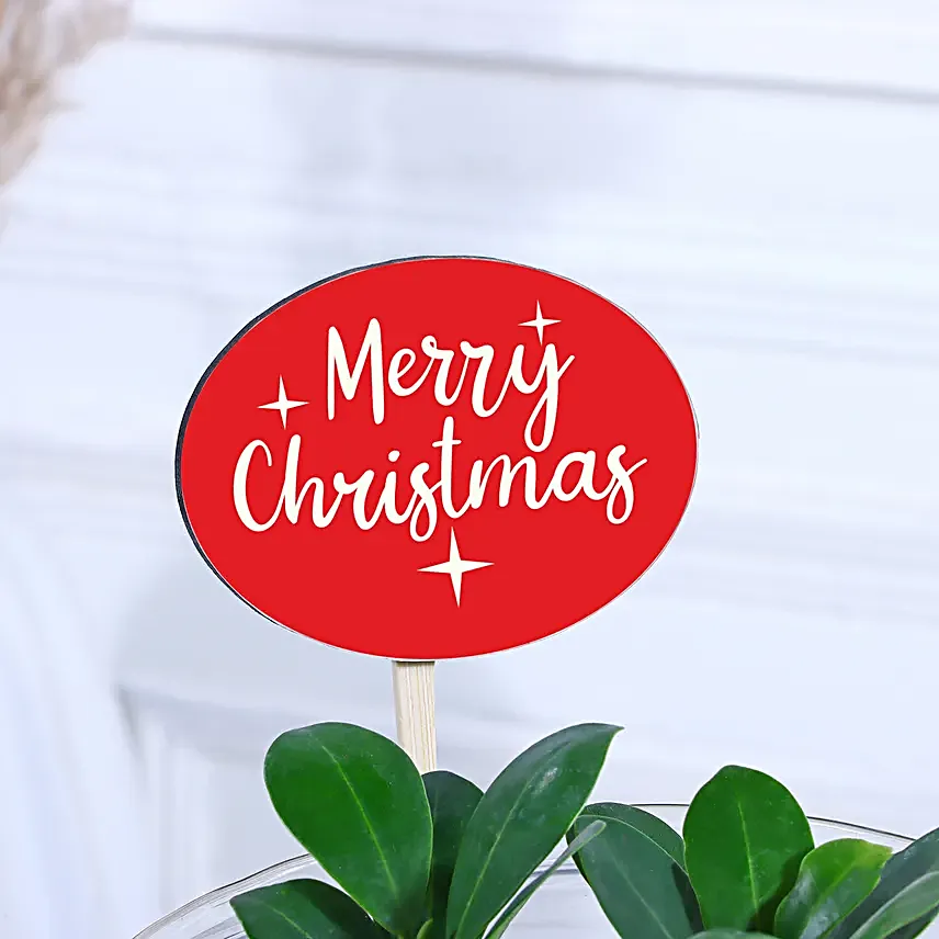 Christmas Serenity Greens