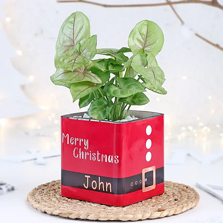 Christmas Syngonium Mug Garden