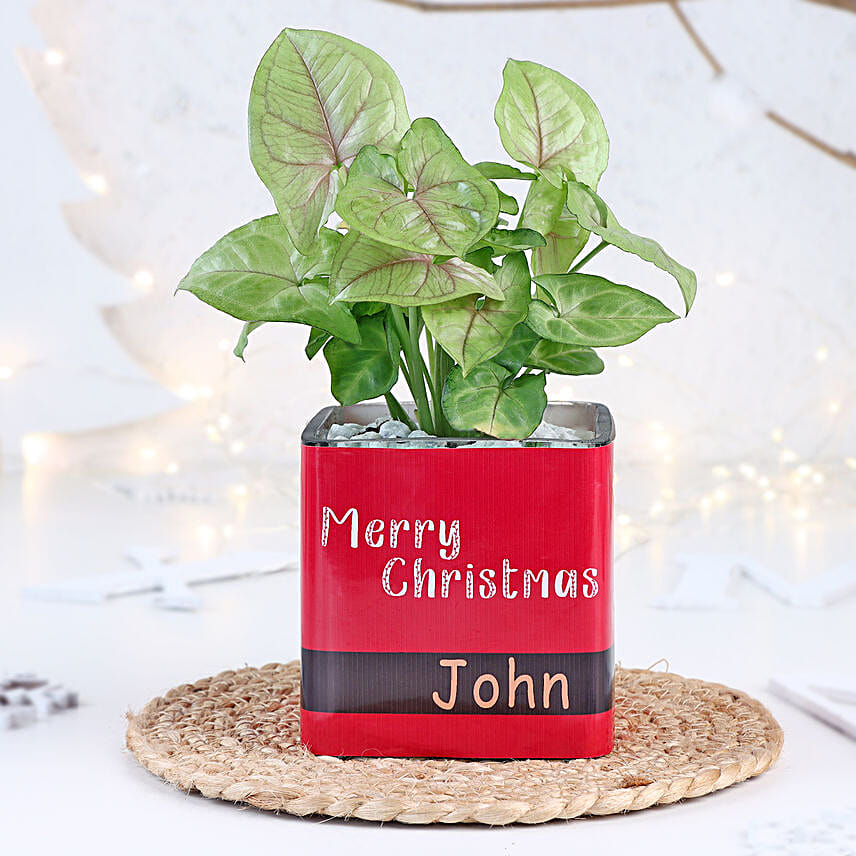 Christmas Syngonium Mug Garden