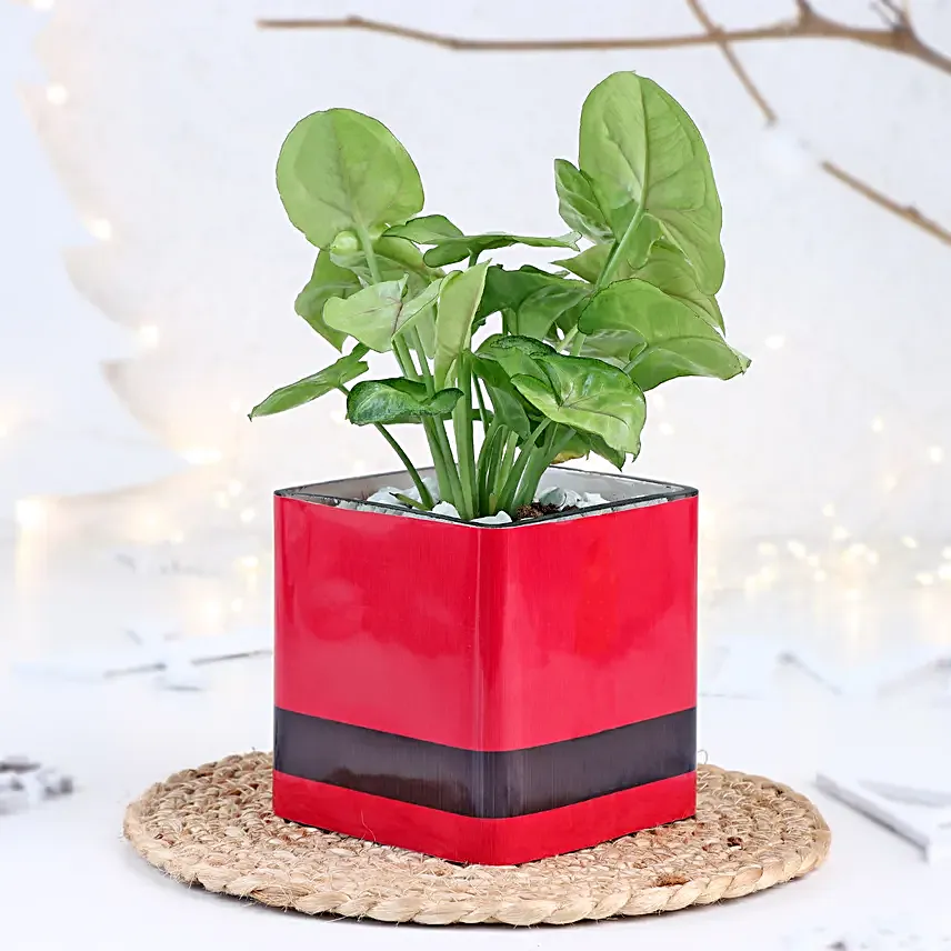 Christmas Syngonium Mug Garden