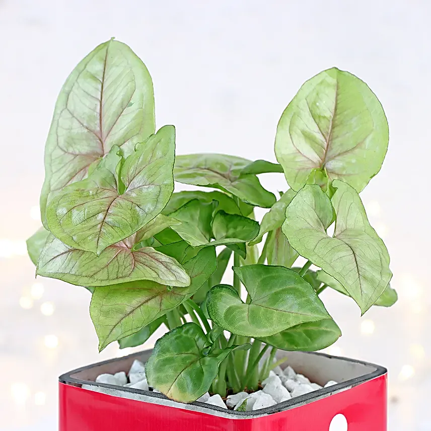 Christmas Syngonium Mug Garden