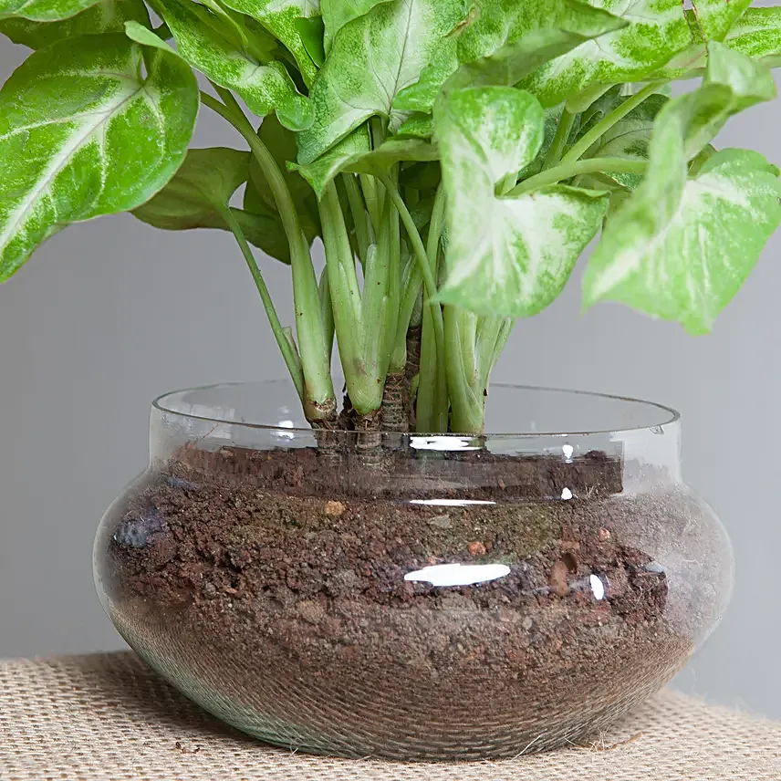 Syngonium golden plant  in a round glass potpourrie vase