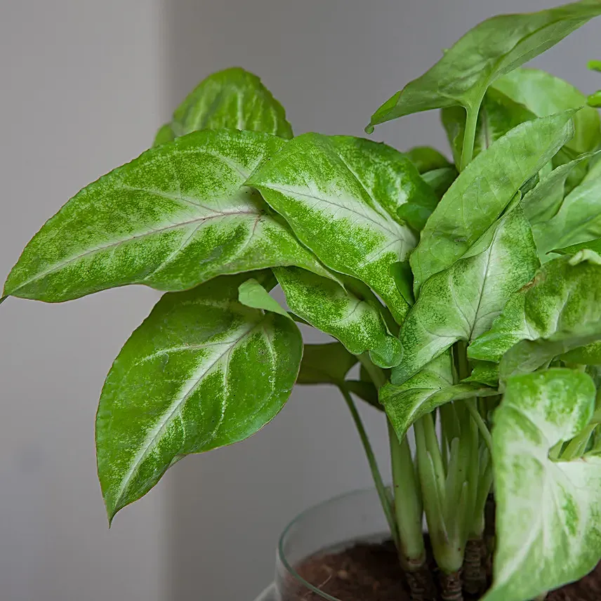 Syngonium golden plant  in a round glass potpourrie vase