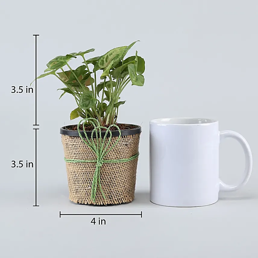 indoor plant online