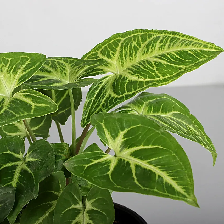 indoor plant online