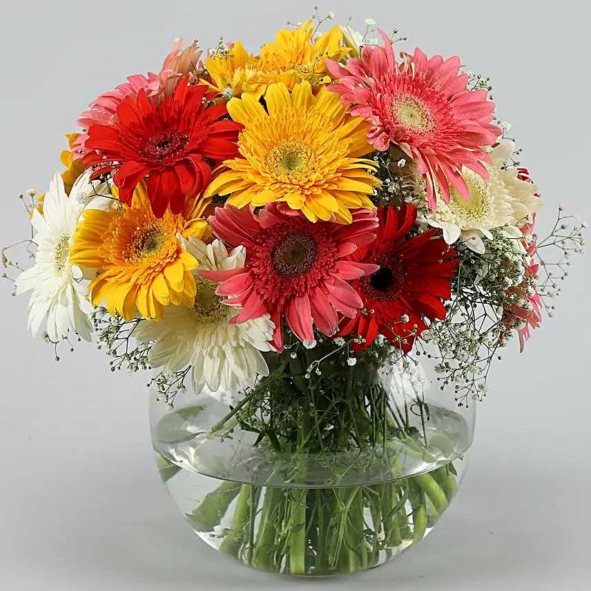 Classy Mix Of Gerbera Blossoms