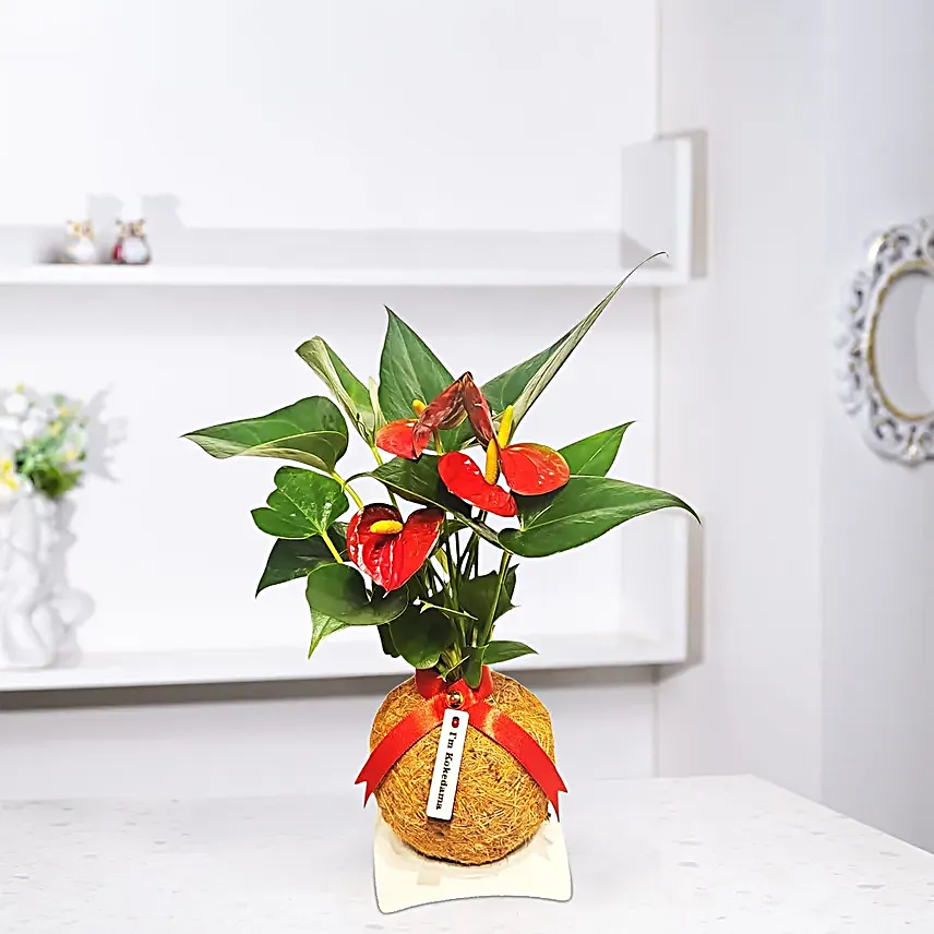 Coco Fibre Anthurium Kokedama Plant