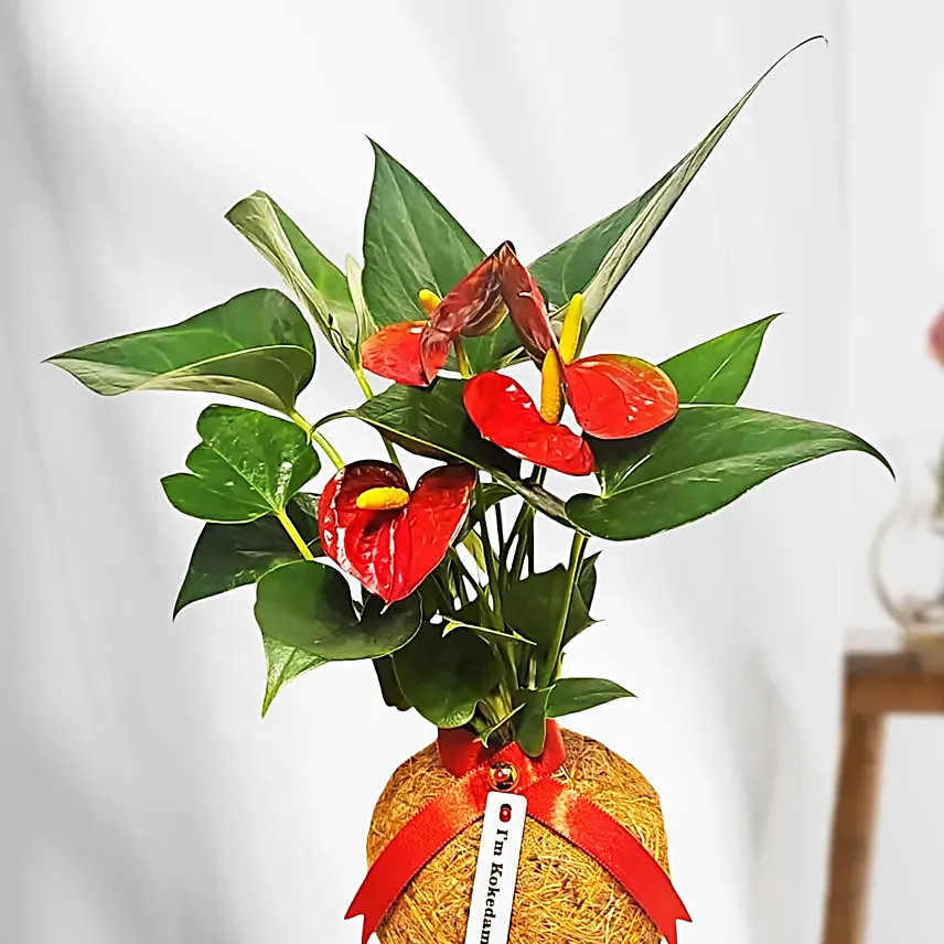 Coco Fibre Anthurium Kokedama Plant