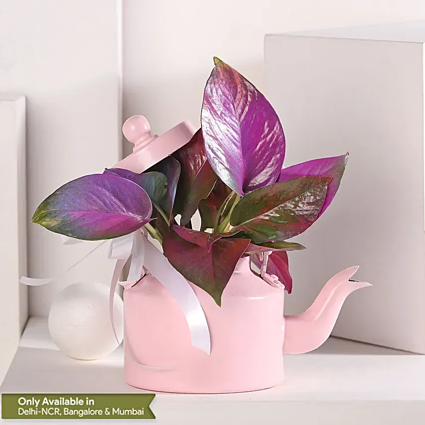 Colorful Money Plant Medley in Pink Kettle