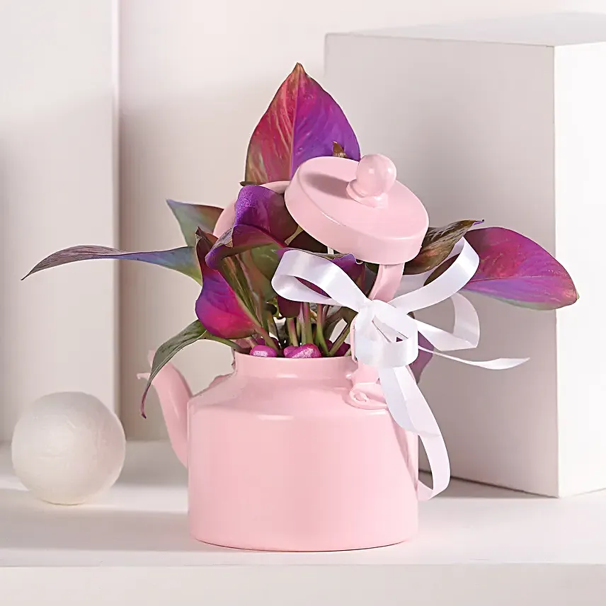 Colorful Money Plant Medley in Pink Kettle