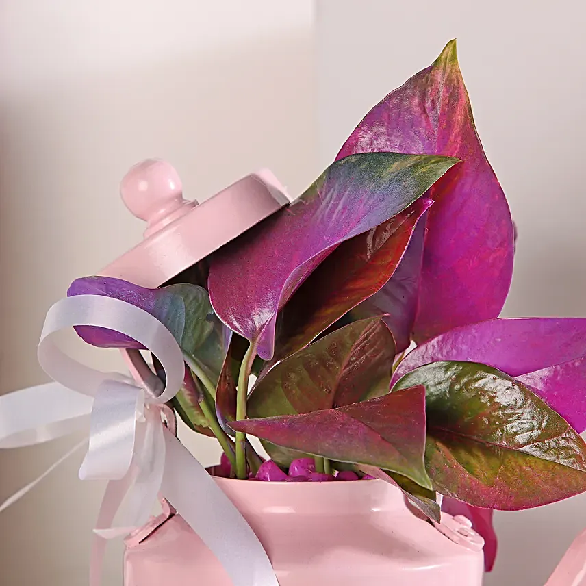 Colorful Money Plant Medley in Pink Kettle