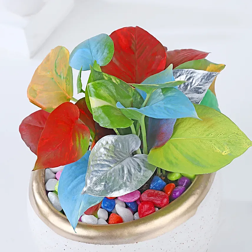 Colourburst Money Plant Symphony