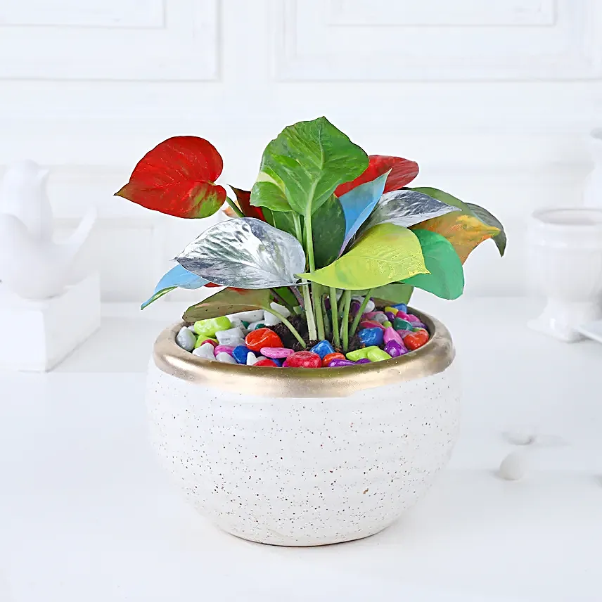 Colourburst Money Plant Symphony