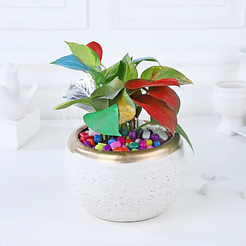 Colourburst Money Plant Symphony