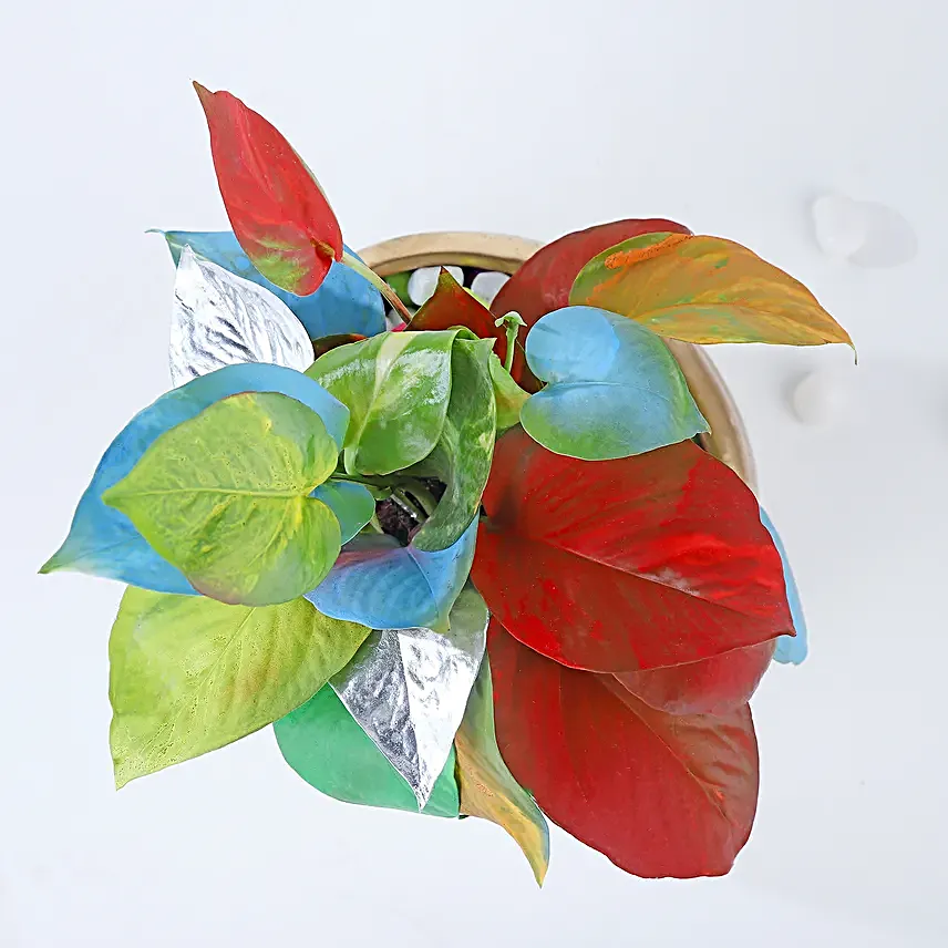 Colourburst Money Plant Symphony