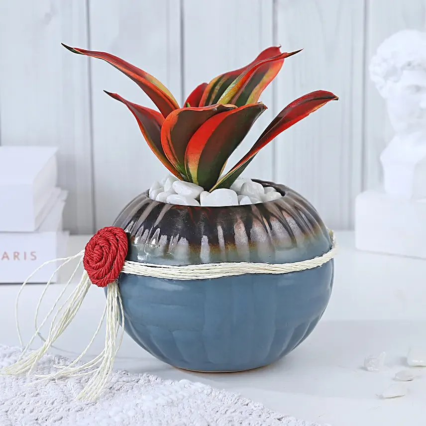 Crimson Charm Sansevieria Fusion