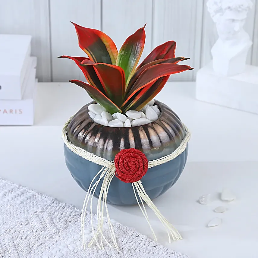 Crimson Charm Sansevieria Fusion