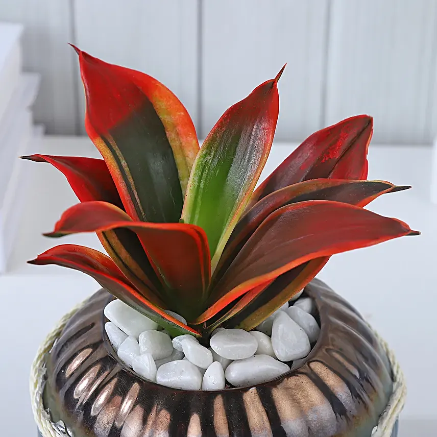 Crimson Charm Sansevieria Fusion
