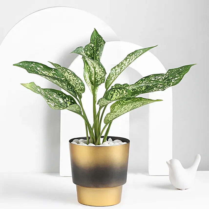 Crimson Grace Aglaonema Plant