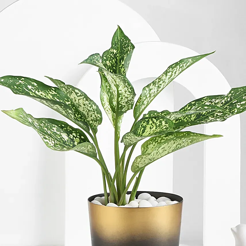 Crimson Grace Aglaonema Plant