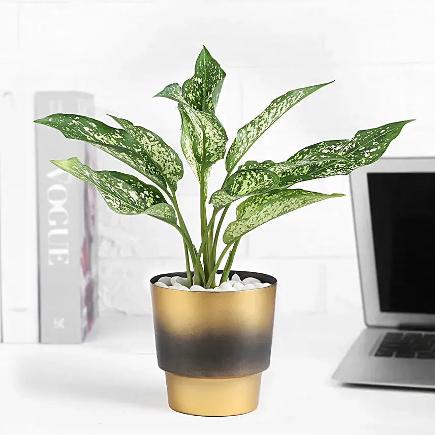 Crimson Grace Aglaonema Plant