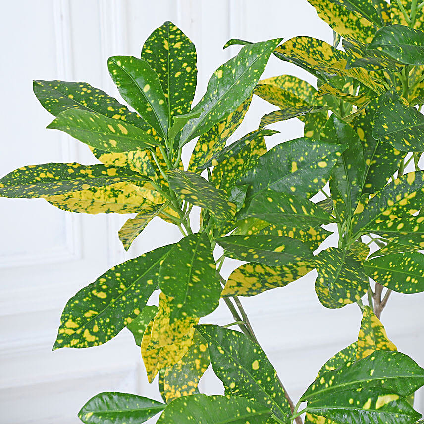 Croton Lemon Zest Delight