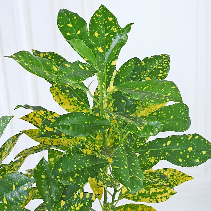 Croton Lemon Zest Delight