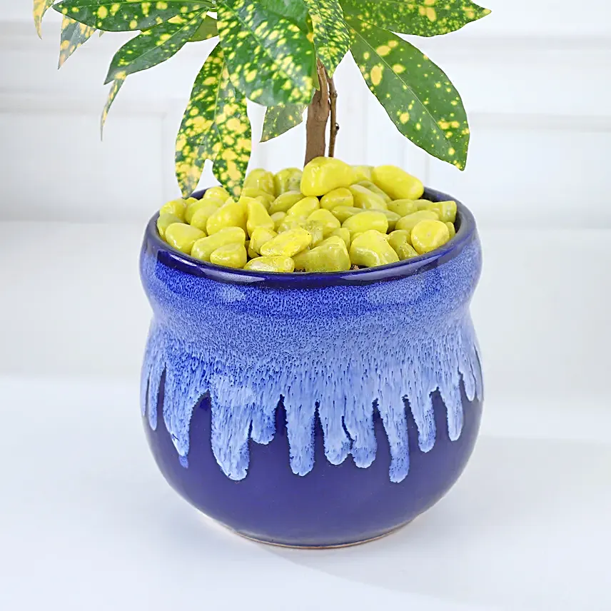 Croton Lemon Zest Delight