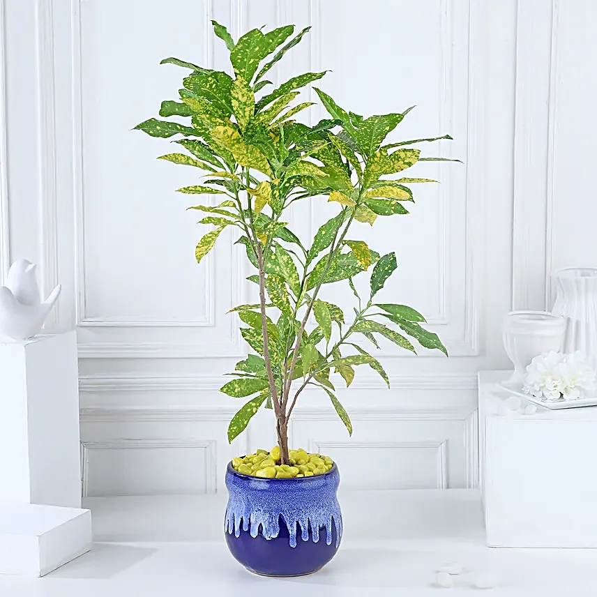 Croton Lemon Zest Delight