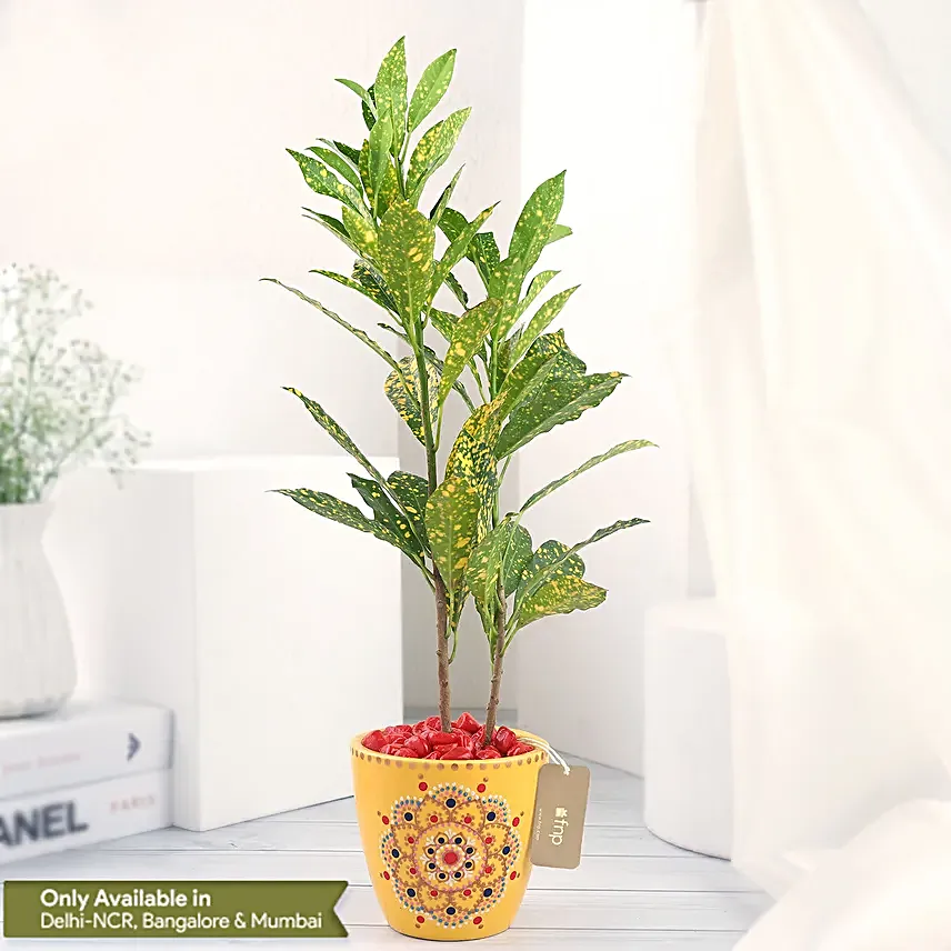 Croton Plant in Ceramic Pot