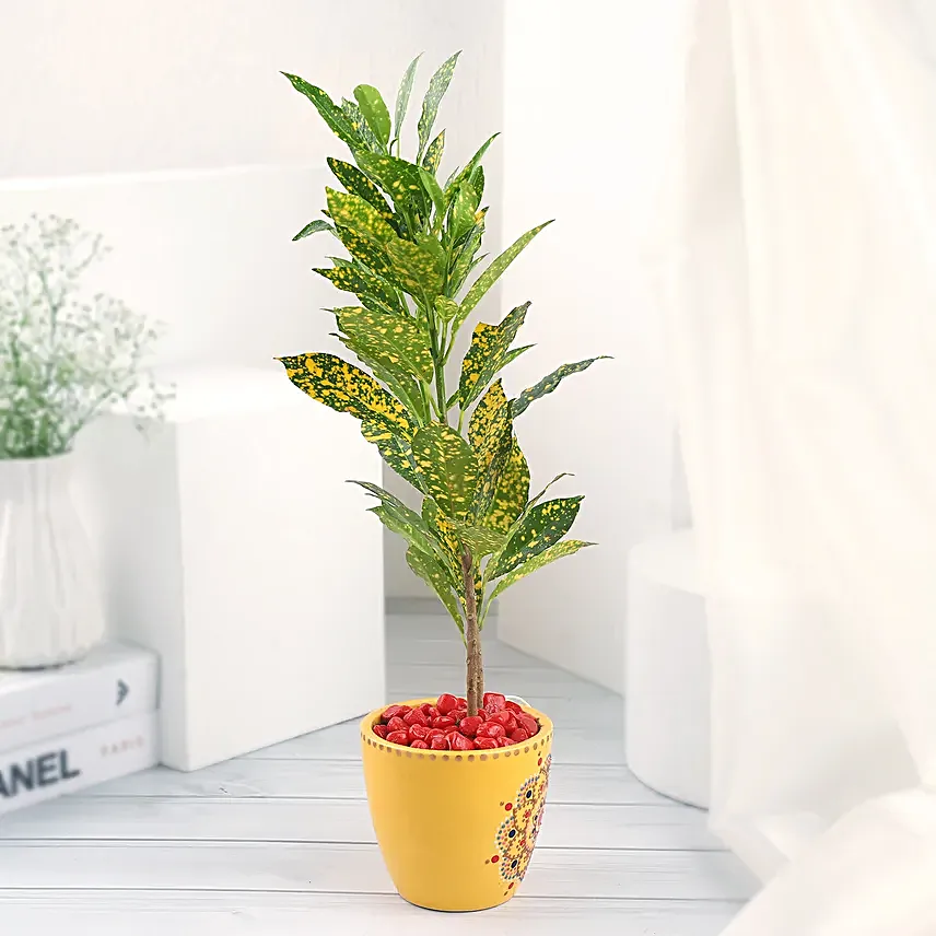 Croton Plant in Ceramic Pot