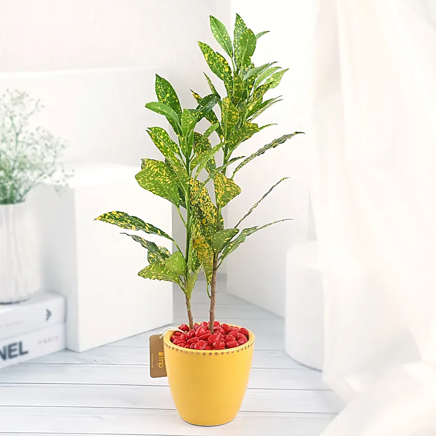 Croton Plant in Ceramic Pot