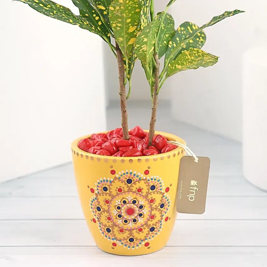 Croton Plant in Ceramic Pot