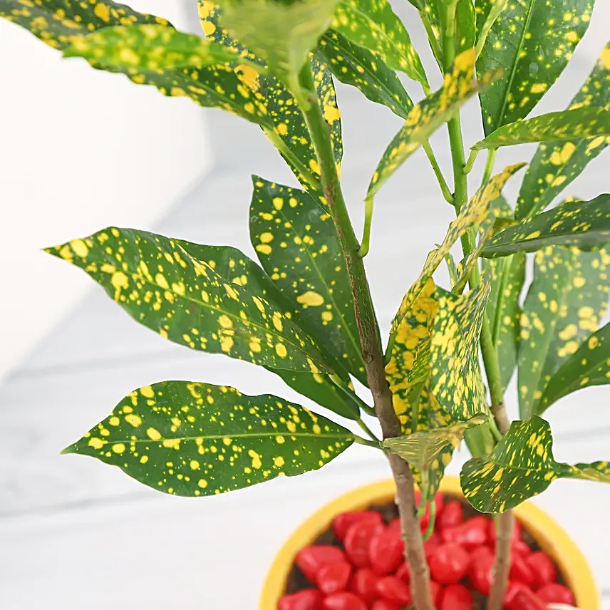 Croton Plant in Ceramic Pot