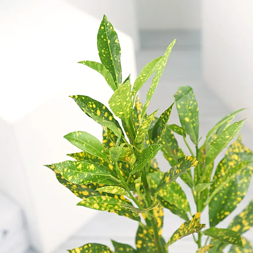 Croton Plant in Ceramic Pot