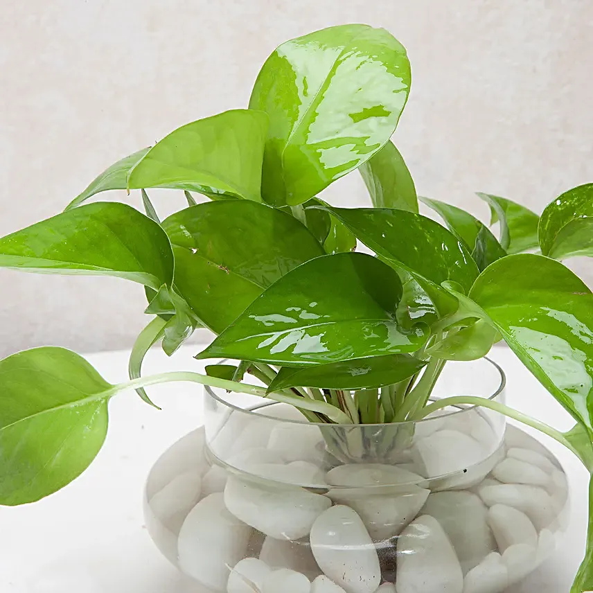 Money plant in a round glass potpourri vase with white pebbles